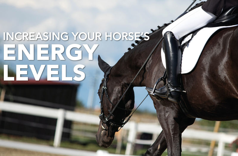 Increasing Your Horse's Energy Levels - Equine Science Matters™